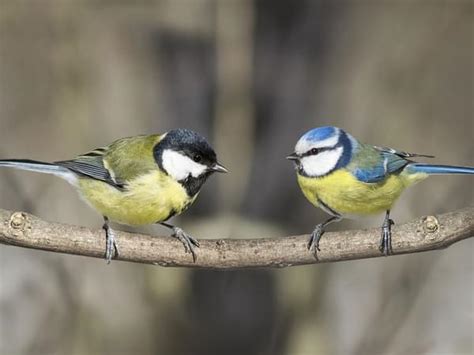 cole tits|How to tell a blue tit from great tits, coal tits and the rest of ...